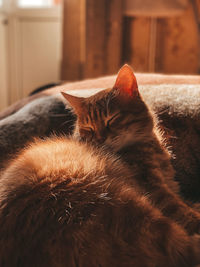 Close-up of cat sleeping at home