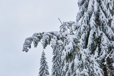 Low angle view of snow covered plants against sky