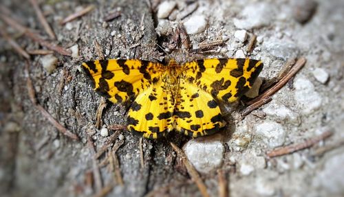 Close-up of butterfly on yellow leaf