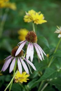 Close-up of flowers against blurred background