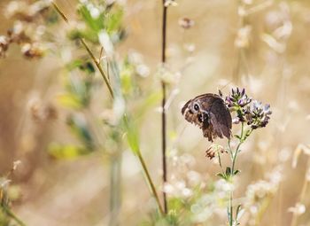 Close-up of butterfly pollinating on flower