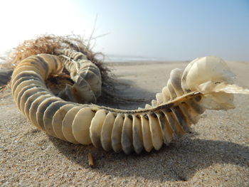 Close-up of snake against sky