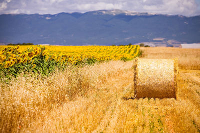 Scenic view of field against cloudy sky