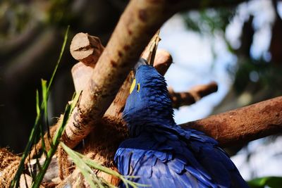 Close-up of parrot perching on branch