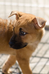 Close-up of dog