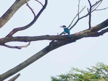 Low angle view of bird perching on tree against sky