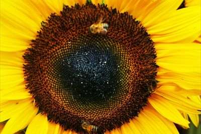 Macro shot of sunflower