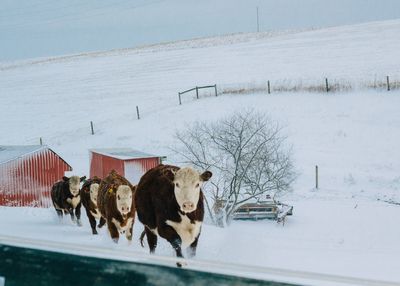 Mammals on snow against sky