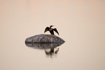 Great black cormorant spreading its wings to dry while standing on rock 