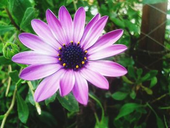 Close-up of pink flower blooming outdoors