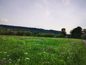 Scenic view of grassy field against sky