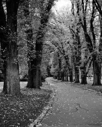 Footpath amidst trees in park during autumn