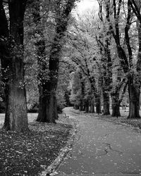 Footpath amidst trees in park during autumn