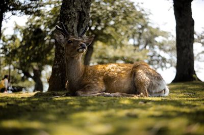 Deer relaxing on tree trunk