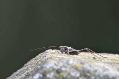 Close-up of grasshopper on rock