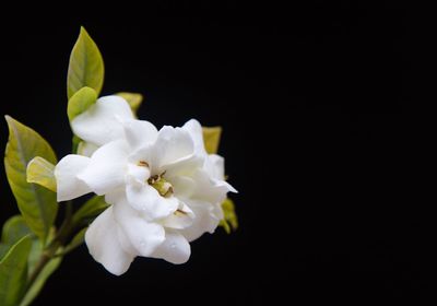 Close-up of white flowers against black background
