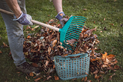 Autumn work in the garden. raking colourful leaves from fruit trees that have fallen on the grass