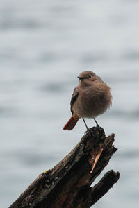 Close-up of bird perching on wood in winter