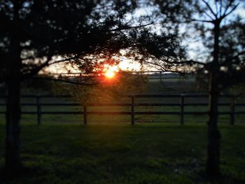 Sun shining through trees