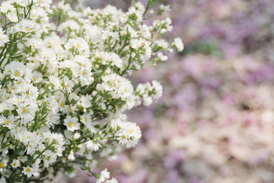 Close-up of white flowering plant