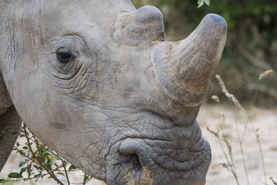 Close-up of elephant on field