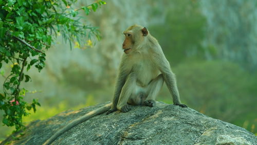 Lion sitting on rock against trees