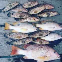 High angle view of fish in sea