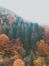 Autumn mountain landscape with green pines and colorful trees