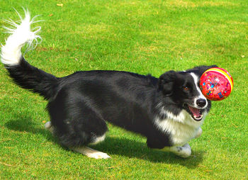 Dog on grass