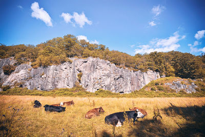 View of cow on field against sky