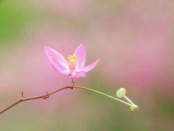 Close-up of pink flowering plant