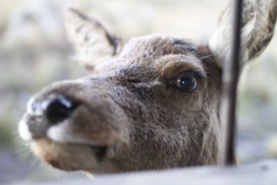 Close-up portrait of lion