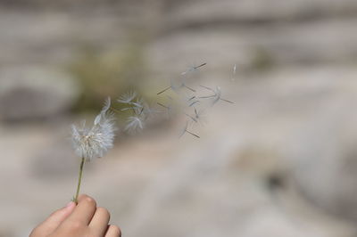 Cropped hand of woman holding dandelion