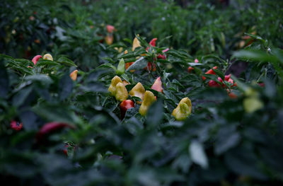 Chilies growing on plants