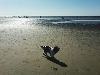 Dog on beach against clear sky