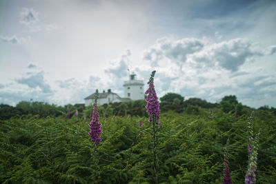 Purple flowering plants on field against sky