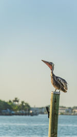 Bird perching on wooden post against sky