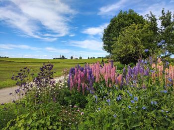 Plants growing on field against sky