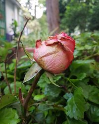 Close-up of rose plant