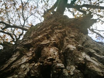 Low angle view of tree in forest