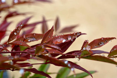 Close-up of wet plant leaves