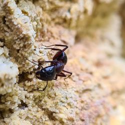 Close-up of insect on rock