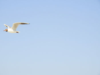 Low angle view of seagulls flying against clear sky