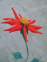 Close-up of red flower