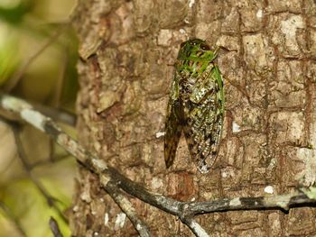 Close-up of insect on tree trunk