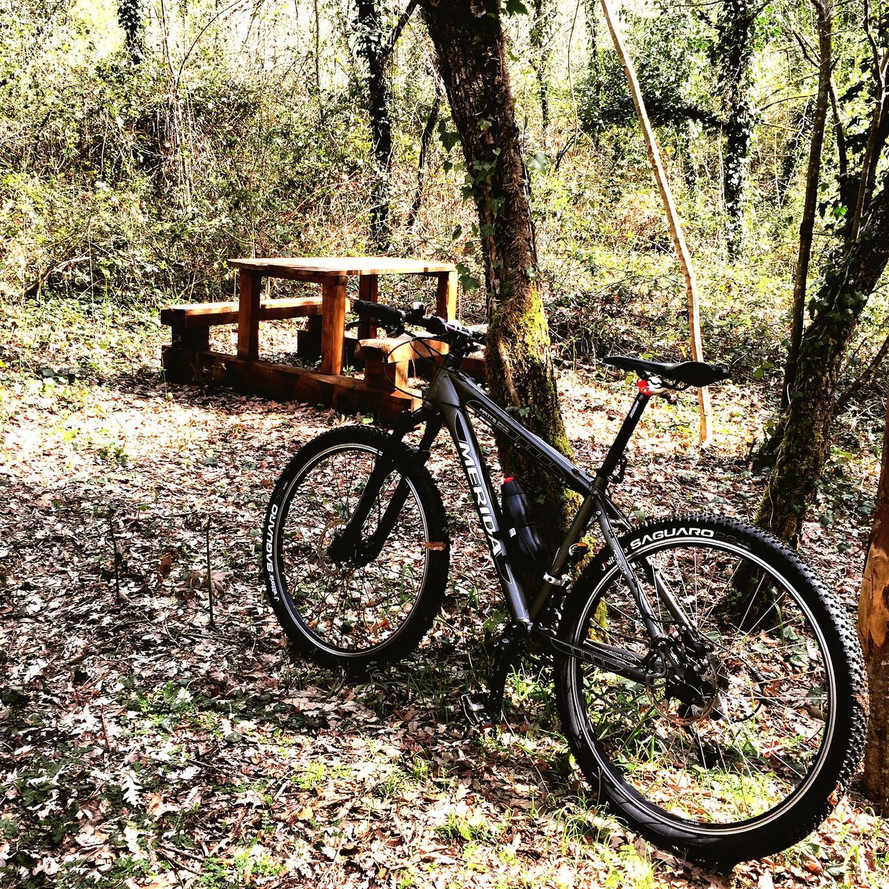 bicycle, transportation, mode of transport, land vehicle, stationary, parked, parking, tree, wheel, leaning, cycle, day, no people, outdoors, plant, growth, nature, travel, tranquility, beauty in nature