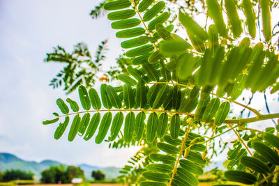 Low angle view of palm tree leaves against sky