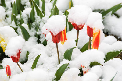 Close-up of frozen flowers during winter