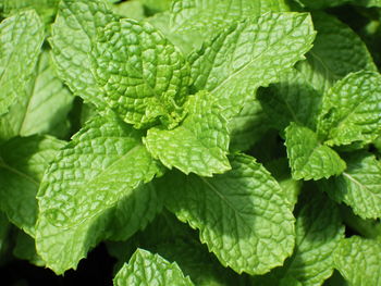 Closeup shot of green mint leaves

