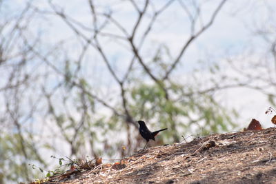 Bird on branch against sky